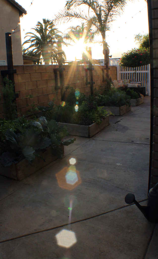 sunset view over the raised garden beds in our kitchen garden.